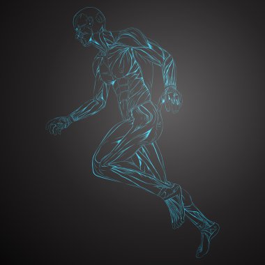 insan kas anatomisi