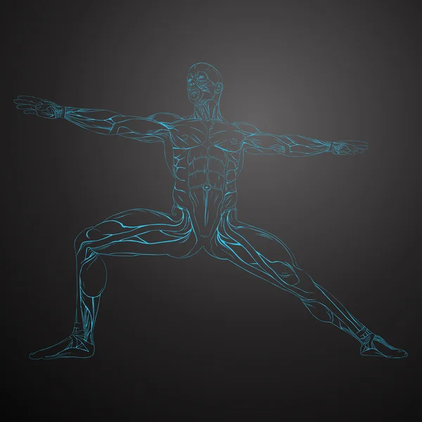 Anatomie lidského svalu — Stockový vektor