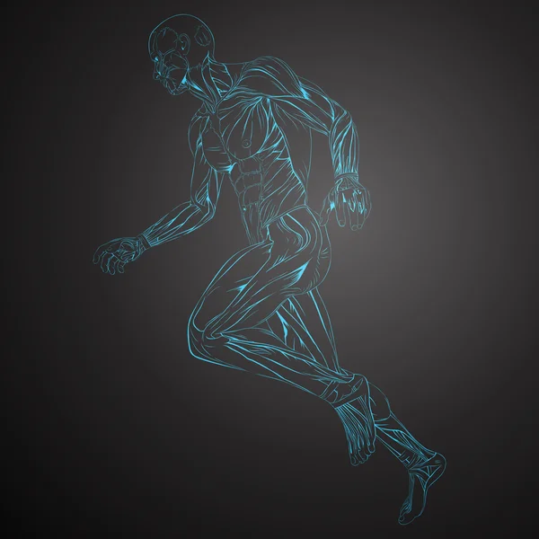 Human Muscle Anatomy — Stock Illustration Human Muscle Anatomy Royalty Free Stock Vectors