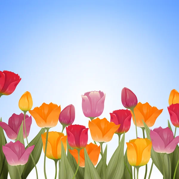 Tulipanes coloridos — Vector de stock