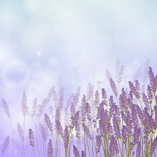 Fondo de lavanda — Vector de stock