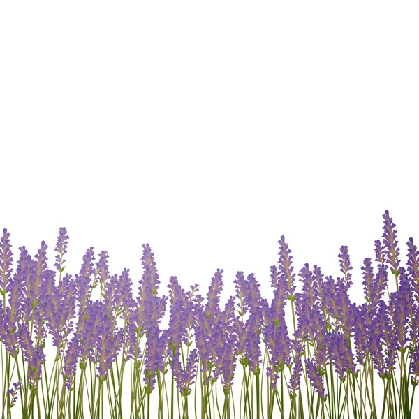 Fundo de lavanda —  Vetores de Stock