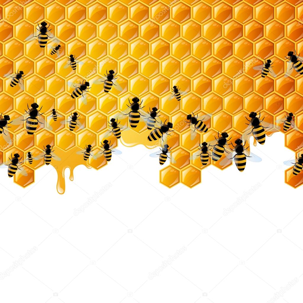 Honeycombs and the Bees