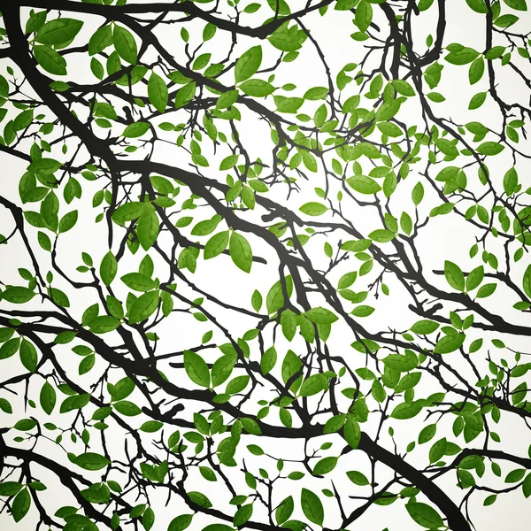 Branches with green leaves — Stock Vector