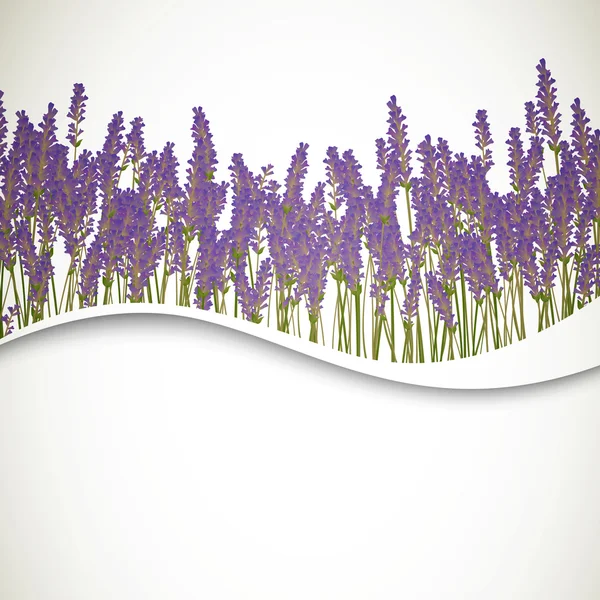 Lavender Background — Stock Vector