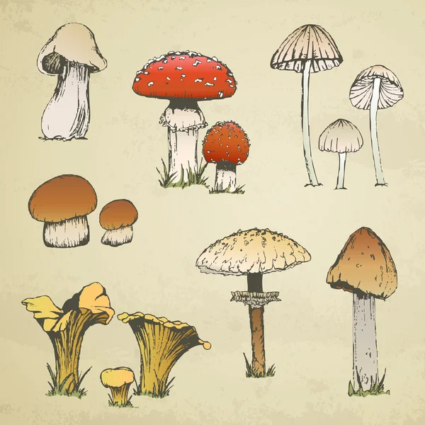 Hand-drawn Mushrooms — Stock Vector
