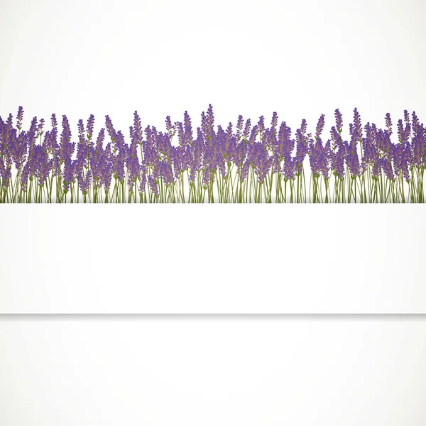 Fondo de lavanda — Vector de stock