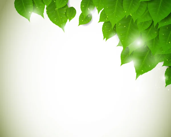 Liście zielone — Wektor stockowy
