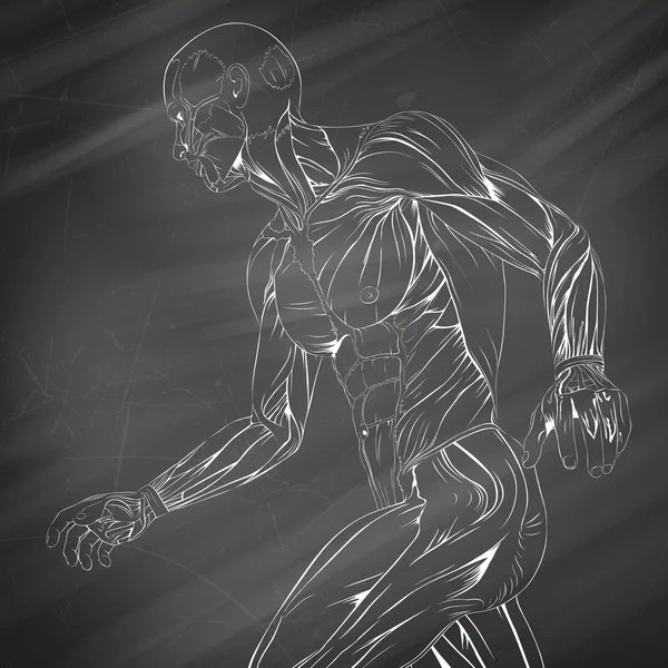 Анатомія людини м'язів вектор — стоковий вектор