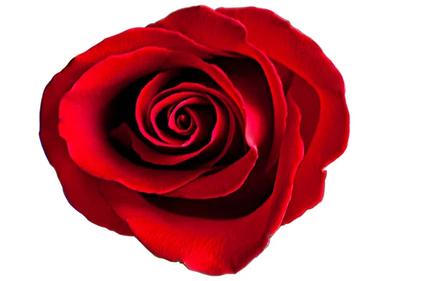Red Rose Flower — Stock Photo, Image