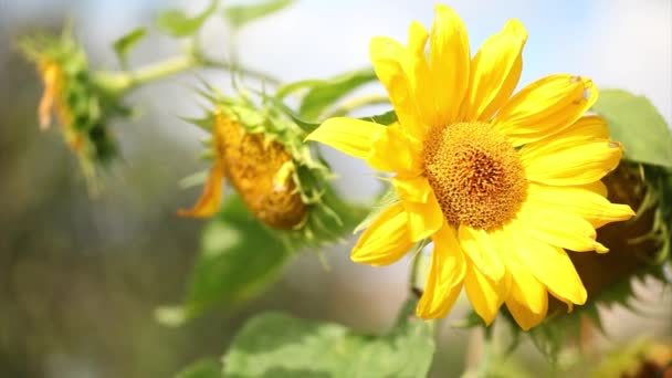 Girasol Vídeo HD — Vídeos de Stock