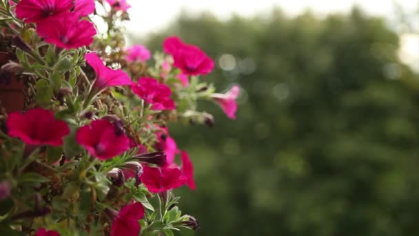 Een bos van paarse Petunia 's — Stockvideo