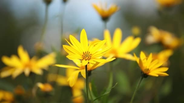 Flores amarelas do jardim — Vídeo de Stock