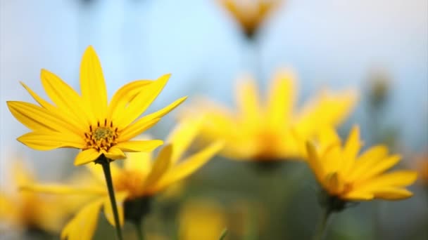 Κίτρινα άνθη κήπου — Αρχείο Βίντεο