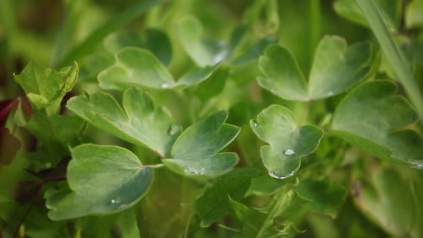 ST。帕特里克节三叶草 — 图库视频影像