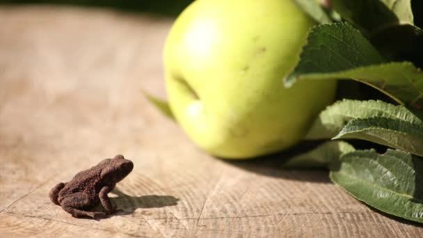 Sapo en el jardín cerca de manzana — Vídeos de Stock