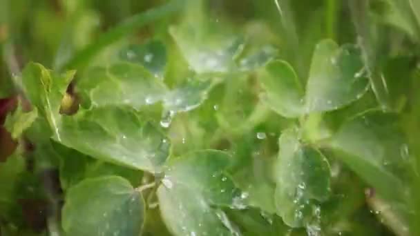 Cloverleaf del Día de San Patricio — Vídeo de stock