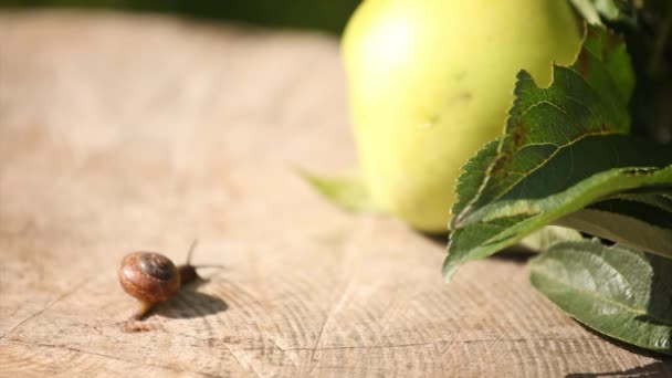 Snail near apple — Stock Video