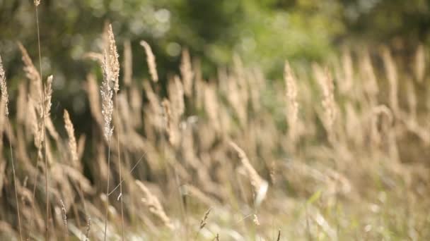 Gris vieille herbe morte nature fond 