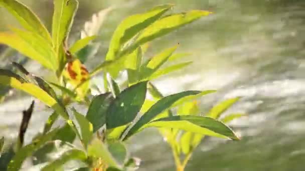 Regendouche voor planten — Stockvideo