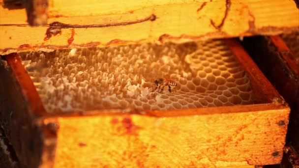 Abelhas zumbem e constroem um favo de mel — Vídeo de Stock