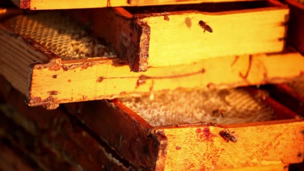 Honungsbin buzz över och bygga en honeycomb — Stockvideo