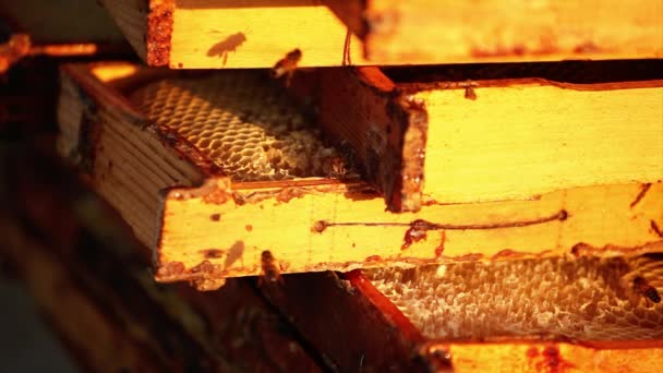 Honeybees buzz across and build a honeycomb — Stock Video