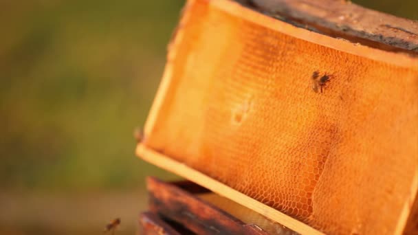 Pszczoły miodne buzz całej i budować o strukturze plastra miodu — Wideo stockowe
