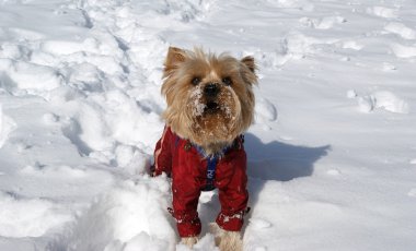 Yorkshire terrier playing in the snow in the winter