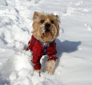 Yorkshire terrier playing in the snow in the winter
