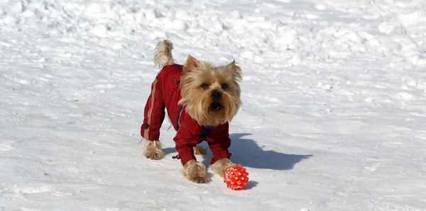 Yorkshire terrier playing in the snow in the winter — Stok fotoğraf