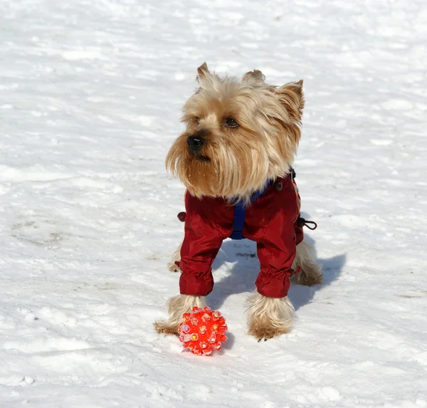 Yorkshire terrier playing in the snow in the winter — Stok fotoğraf