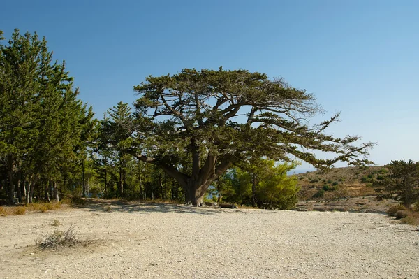 Typical landscape of the island of Rhodes, Greece — Stock Photo, Image