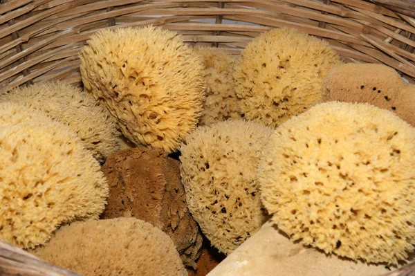 Natural Bath sponges — Stock Photo, Image