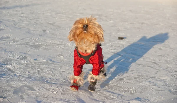 Yorkshire terrier — Fotografia de Stock