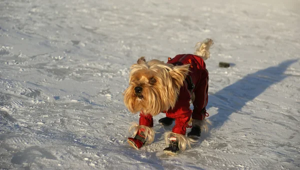 Yorkshire- terrier - Stock-foto