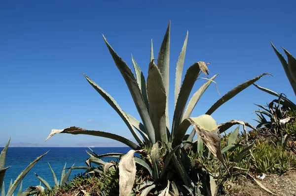 Quelques agaves sur la mer — Photo