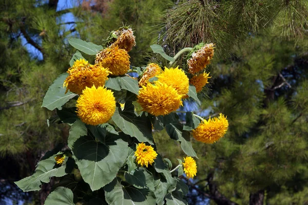 Gele zonnebloemen op groene natuurlijke achtergrond — Stockfoto