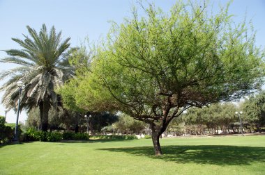 Dubai, Birleşik Arap Emirlikleri güzel park manzarası. Al mamzar plaj ve park.