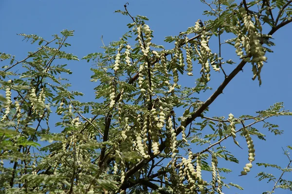 Blick nach oben zu den Ästen der Akazienbäume — Stockfoto
