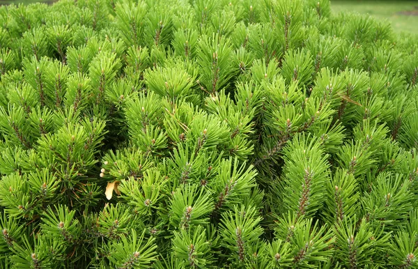 Albero di pino sfondo — Foto Stock