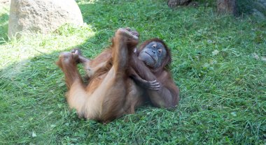 büyük korkunç orangutanın büyük görüntü