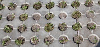 Beton yapısından yeşil çimler uzuyor