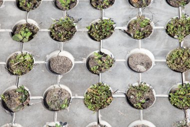 Beton yapısından yeşil çimler uzuyor