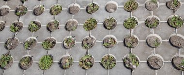 Beton yapısından yeşil çimler uzuyor