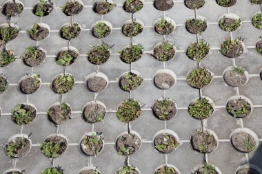 Beton yapısından yeşil çimler uzuyor