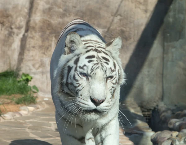 Vit benagal tiger, Moskva zoo. Ryssland — Stockfoto