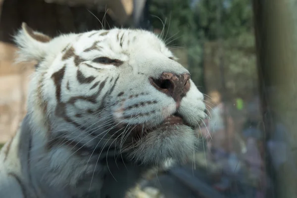 Белый Бенагальский тигр, Московский зоопарк. Россия — стоковое фото