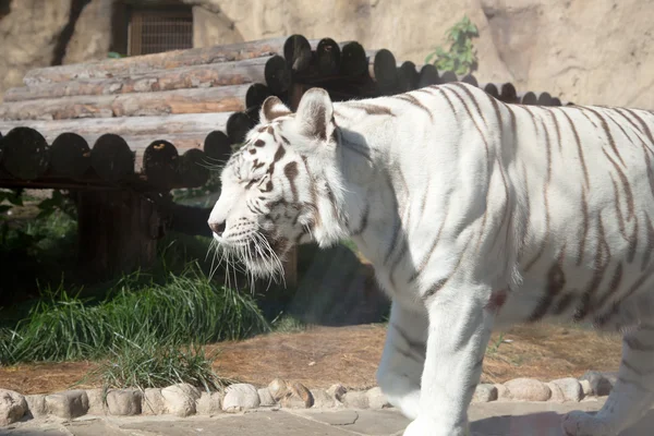 White Benagal Tiger, Moscow zoo. Russia — Stock Photo, Image