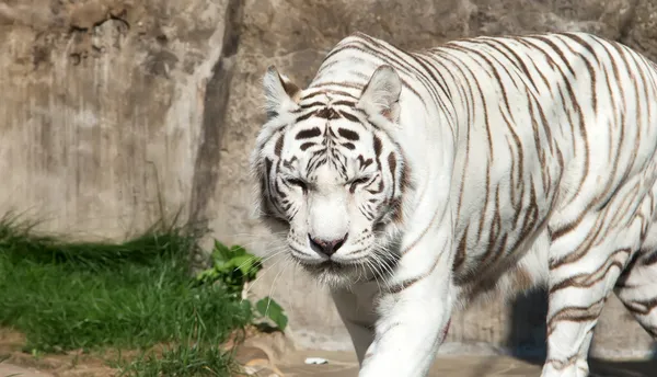 Tigre Branco Benagal, Jardim Zoológico de Moscovo. Rússia — Fotografia de Stock